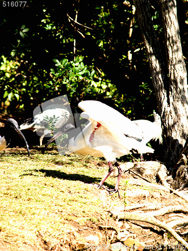 Image of Birds - Portrait of an Australian Ibis