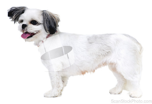 Image of Animal, pet and happy dog on a white background in studio for friendship, adoption and fun. Domestic pets, mockup and isolated fluffy, adorable and cute Lhasa apso with energy, freedom and health