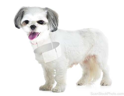 Image of Happy, pet and dog on a white background in studio for adoption, playing and friendship. Domestic pets, mockup and isolated fluffy, adorable and cute Lhasa apso for animal care, freedom and health