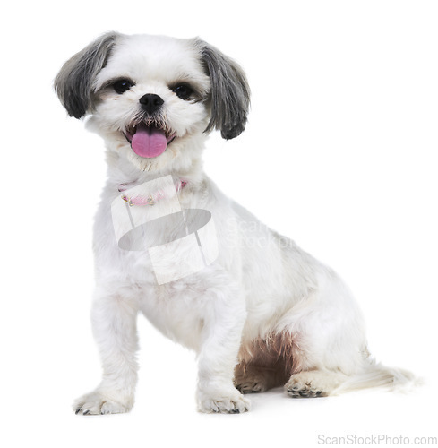 Image of Animal, pet and portrait of dog in studio for friendship, adoption and rescue on white background. Domestic pets, mockup and isolated fluffy, adorable and cute Lhasa apso for happy, fun and health