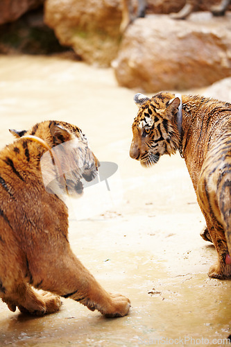 Image of Nature, animals and tiger fight in zoo with playful cubs in mud with fun, endangered wildlife and water. Big cats playing together, park or river in Thailand for safari, outdoor action and power.