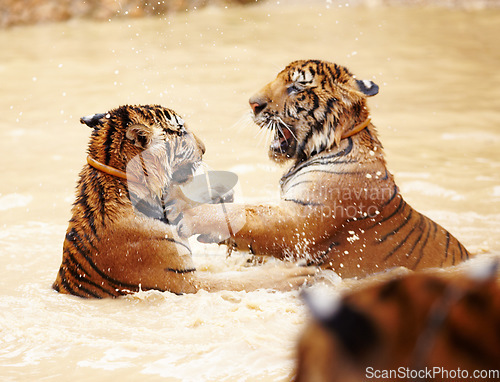 Image of Tiger, playing and fight in water at zoo, park or together in nature with game for learning to hunt or tackle. India, Tigers and family of animals in river, lake or pool for playing in environment