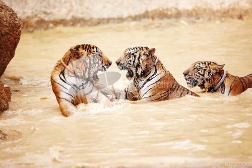 Image of Tigers, playing and fight in water at zoo, park or together in nature with game for learning swimming or hunting. India, Tiger and family of animals in river, lake or pool for playing in environment