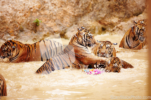 Image of Tigers, playing and fight in water at zoo, park or together in nature with game for learning to hunt or tackle. India, Tiger and family of animals in river, lake or pool for playing in environment