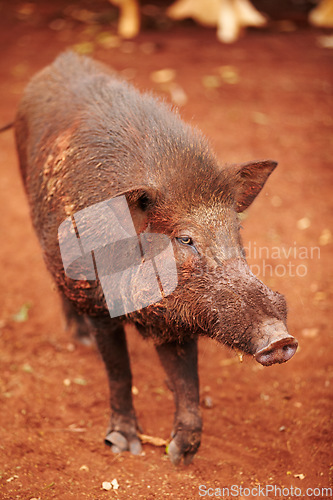 Image of Wild boar, nature and animal walk in wildlife looking for food in agriculture or sustainable environment. Land, farm and dirty pig on sand in desert, dirt road or dune conservation or zoo in Asia.