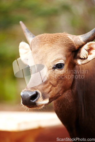 Image of Nature, animal and closeup of a cow for sustainable, agriculture and eco friendly livestock. Sustainability, agro and brown cattle on an outdoor farm or environment for farming meat for business.