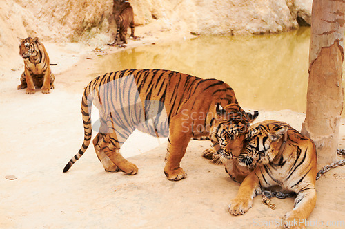 Image of Tigers playing on sand in nature by a zoo for majestic entertainment at a circus or habitat. Wildlife, wrestling and big cats exotic animals family fighting together in a desert or dune conservation.