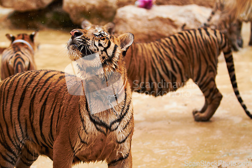 Image of Nature, animals and tiger group in water at wildlife park with happy playing, splash and freedom in jungle. River, lake or dam with playful big cats swimming on outdoor safari in Asian zoo together.