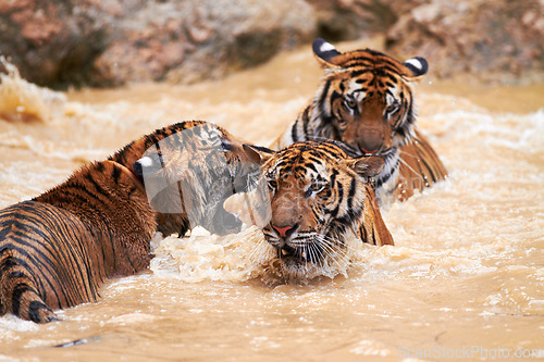 Image of Tigers, fight and play in water at zoo, park or together in nature learning to hunt, roar or swimming. India, Tiger and family of animals in river, lake or pool for playing in natural environment