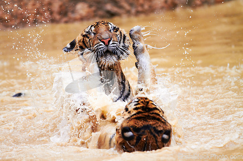 Image of Nature, animals and tiger cubs in water at wildlife park with fun, playing and freedom in jungle. River, lake or dam with playful big cats swimming, jumping and outdoor safari in Asian zoo together.