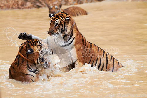 Image of Playing, tigers and fight in water at zoo, park or together in nature with game for learning to hunt or tackle. India, Tiger and family of animals in river, lake or pool for playing in environment