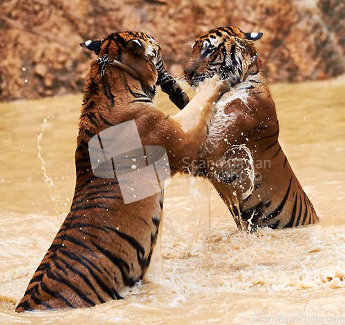 Image of Nature, animals and tiger fight in lake with playful jump in mud, fun and endangered wildlife safari. Asian big cats playing together in park, river or water in Thailand, outdoor action and power.