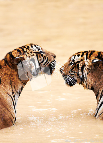 Image of Nature, animals and tiger kiss in water at wildlife park with love, playing and freedom in jungle. River, lake or dam with playful big cat couple swimming on sustainable safari in Asian zoo together.
