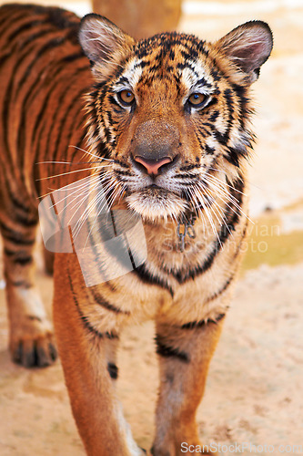 Image of Tiger standing on sand in nature by a zoo for majestic entertainment at a circus or habitat. Wildlife, calm and big cat or exotic animal with peaceful attitude in a desert or dune conservation.