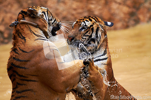 Image of Nature, animals and tiger fight in water at wildlife park with fun, playing and freedom in jungle. River, lake or dam with playful big cats swimming, jumping and outdoor pool in Asian zoo together.