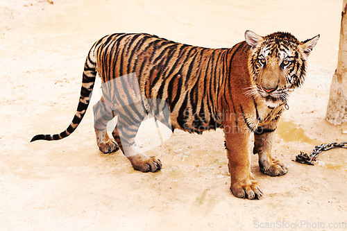 Image of Zoo, tiger and animal outdoor in nature or park for conservation of animal with stripes or pattern on face. Wild, cat and travel to Indonesia, jungle or veterinary sanctuary for health of predator