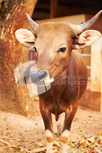 Image of Natural, animal and closeup of a cow for sustainable, agriculture and eco friendly livestock. Sustainability, agro and brown cattle on an outdoor farm or environment for farming meat for business.