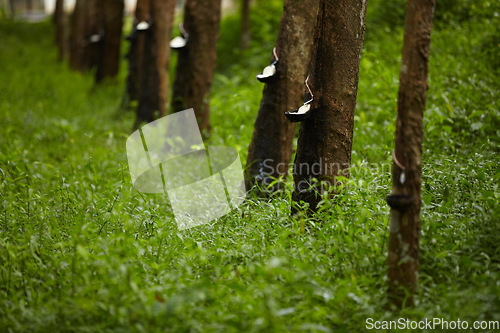 Image of Rubber, plantation and bowl on trees to collect sap for farming, agriculture and production. Growth, sustainability and liquid drip for latex, plastic and natural harvest in forest, woods or nature