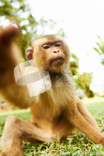 Image of Zoo, animal and portrait of monkey in nature for adventure, conservation and wildlife rescue. Sanctuary, tropical and macaque in environment, natural ecosystem and outdoors in Thailand for tourism