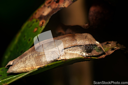 Image of Madagascan Treefrog, Boophis madagascariensis, frog in Ranomafana national park, Madagascar wildlife