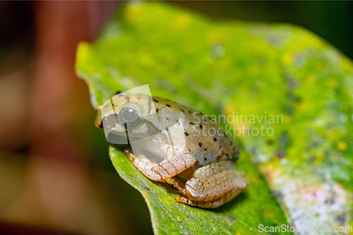 Image of Boophis picturatus, juvenile, Ranomafana National Park, Madagascar wildlife