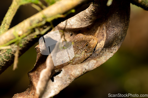 Image of Boophis quasiboehmei, Ranomafana National Park, Madagascar wildlife