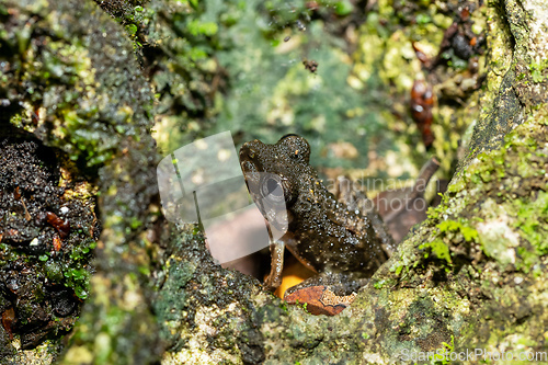 Image of Gephyromantis corvus or guibemantis genus, Tsingy de Bemaraha, Madagascar wildlife