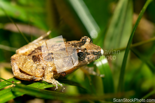 Image of Mantidactylus betsileanus, Ranomafana National Park. Madagascar wildlife