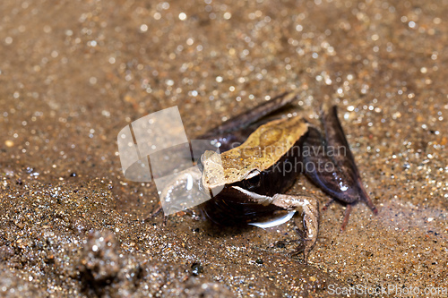 Image of Mantidactylus melanopleura, Ranomafana National Park. Madagascar wildlife