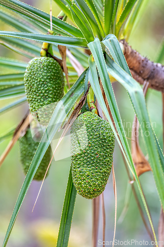 Image of Pandanus variabilis, Isalo National Park, Madagascar fruit