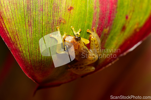 Image of Boophis genus - Juvenile, Ranomafana National Park, Madagascar wildlife