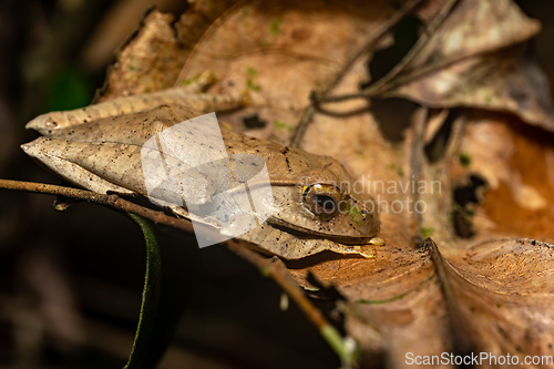 Image of Madagascan Treefrog, Boophis madagascariensis, frog in Ranomafan