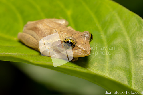 Image of Boophis majori, Ranomafana National Park, Madagascar wildlife