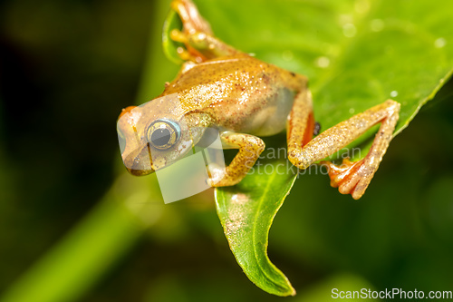 Image of Boophis picturatus, juvenile, Ranomafana National Park, Madagascar wildlife