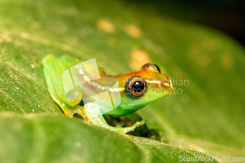 Image of Boophis rappiodes, frog from Ranomafana National Park, Madagascar wildlife