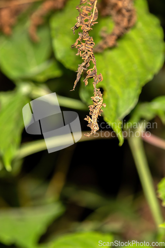 Image of Madagascar pimple-nose chameleon, Calumma nasutum, Ranomafana National Park, Madagascar wildlife