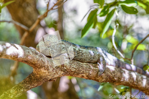 Image of Oustalet's chameleon, Furcifer oustaleti, Anja Community Reserve, Madagascar wildlife