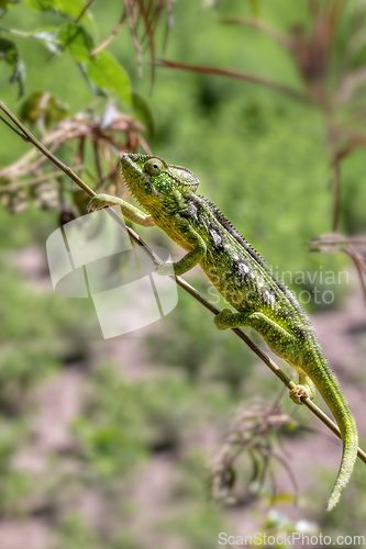 Image of Oustalet's chameleon, Furcifer oustaleti, Anja Community Reserve, Madagascar wildlife