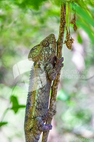 Image of Oustalet's chameleon, Furcifer oustaleti, Anja Community Reserve, Madagascar wildlife