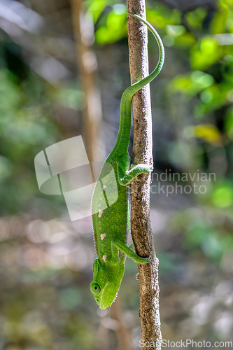 Image of Warty chameleon spiny chameleon or crocodile chameleon, Furcifer verrucosus, Isalo National Park. Madagascar wildlife