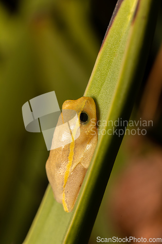 Image of Heterixalus betsileo, frog in Ambalavao, Andringitra National Park. Madagascar wildlife