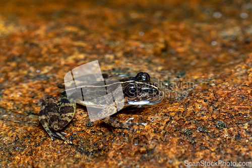 Image of Mantidactylus ulcerosus, frog in Ambalavao, Andringitra National Park, Madagascar wildlife