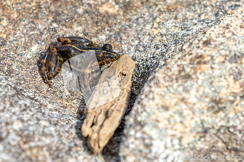 Image of Mantidactylus ulcerosus, frog in Ambalavao, Andringitra National Park. Madagascar wildlife