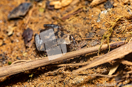 Image of Plethodontohyla genus, Ranomafana National Park, Madagascar wild