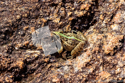 Image of Mascarene grass frog, Ptychadena mascareniensis, Ambalavao, Andringitra National Park, Madagascar wildlife