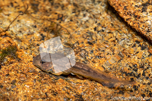 Image of Tadpoles Mantidactylus genus, Ambalavao, Andringitra National Park, Madagascar wildlife