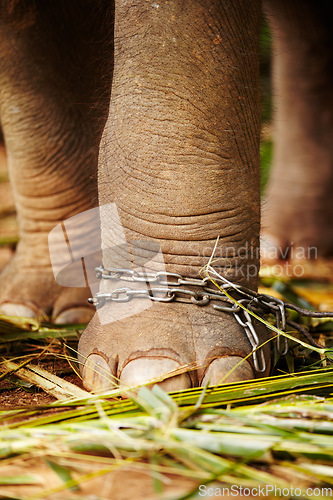 Image of Feet in chains, closeup and elephant in jungle for capture, ivory or black market trade. Animal exploitation, torture or wildlife cruelty or abuse in Africa for poaching, disaster or ecosystem crisis