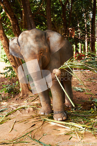 Image of Nature, conservation and elephant with bamboo in a jungle for feeding, eating or exploring. Sustainability, wildlife and animal calf outdoors in a peaceful forest calm with plant meal in South Africa