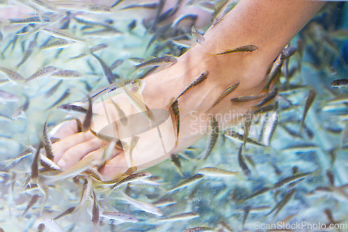 Image of Foot, fish and a person in water for pedicure treatment closeup from above in Thailand. Spa, skincare and relax with natural wellness or exfoliation in a luxury salon or resort to remove dead skin