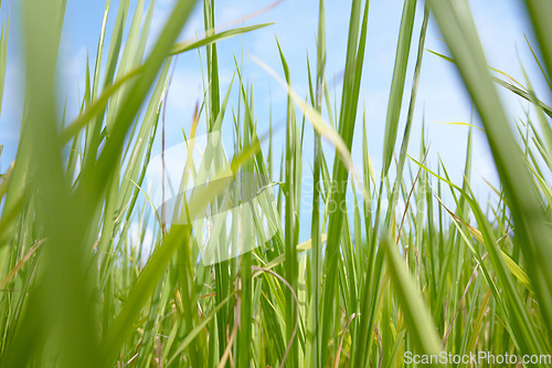 Image of Tall grass, leaves and blue sky in nature for agriculture, wheat or growth for natural sustainability. Outdoor field, farm or land of eco friendly environment on sunny day or greenery in countryside